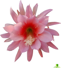 Agatha Epiphyllum
