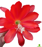 Faming Tourh Epiphyllum