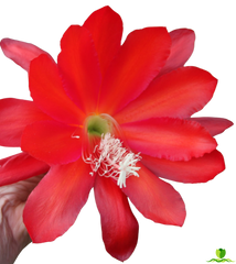 Faming Tourh Epiphyllum
