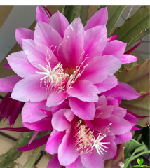 Grace Ann epiphyllum