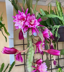 Grace Ann epiphyllum