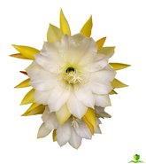 China Lake Epiphyllum