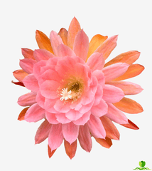 American Sweeth Epiphyllum