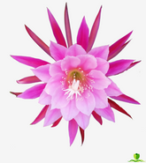 Grace Ann epiphyllum
