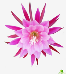 Grace Ann epiphyllum