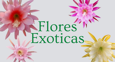 Flores Exoticas