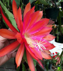 Over the top Epiphyllum