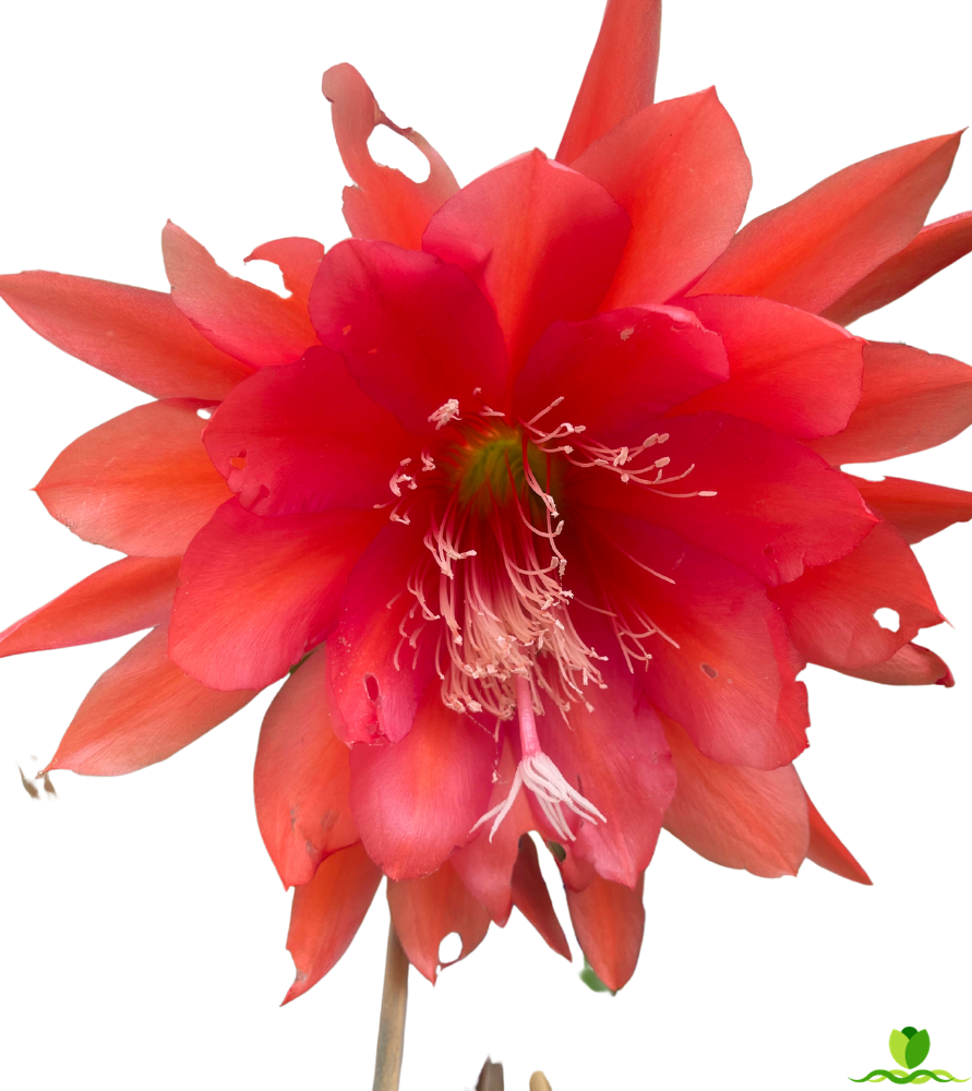 Pedal Plus Epiphyllum