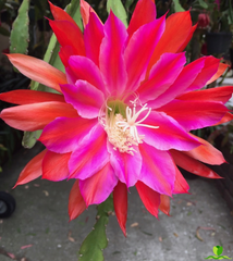 Over the top Epiphyllum