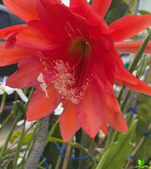 Pedal Plus Epiphyllum