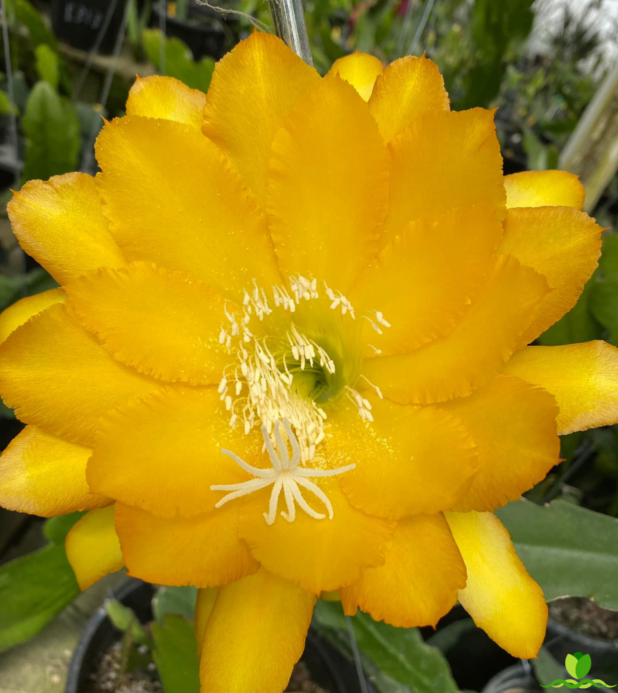Bold Gold