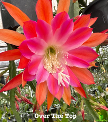 Over the top Epiphyllum