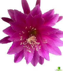 Villa Roma  Epiphyllum