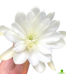 Moon Goddes Epiphyllum