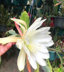 Moon Goddes Epiphyllum