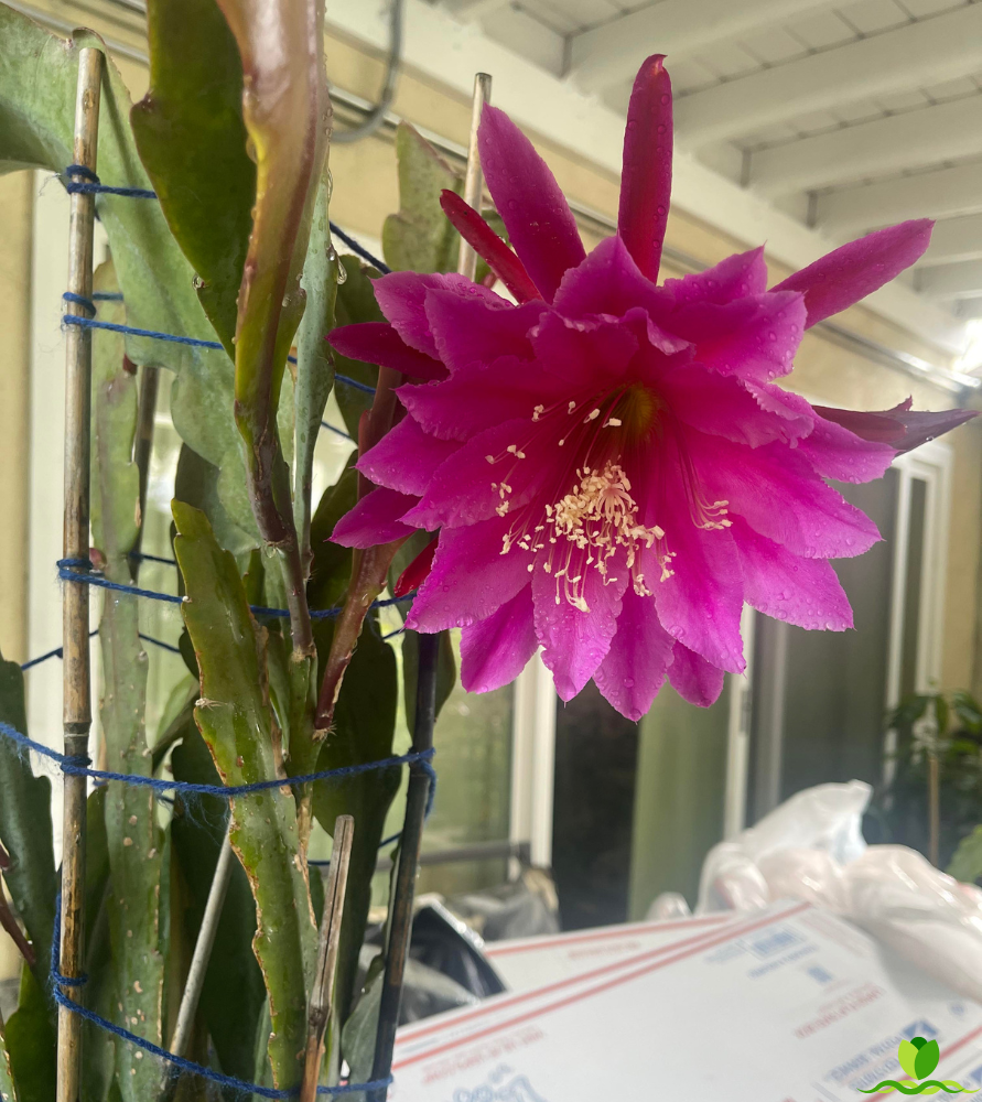 Villa Roma  Epiphyllum