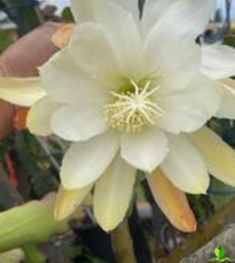 Moon Goddes Epiphyllum