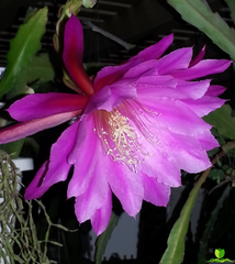 Villa Roma  Epiphyllum