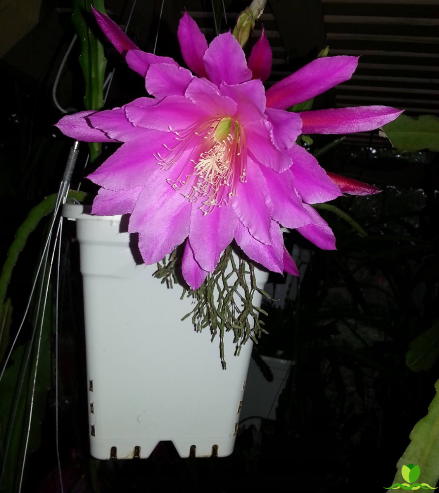 Villa Roma  Epiphyllum