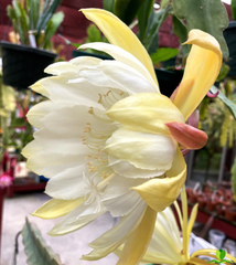 Moon Goddes Epiphyllum