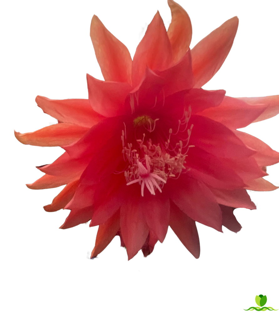 Royal Heir Epiphyllum