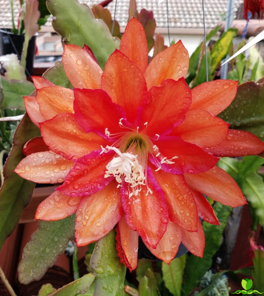 Tree Orange  Epiphyllum