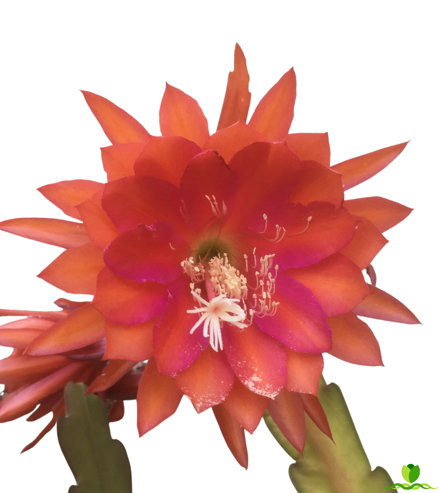 Tree Orange  Epiphyllum