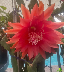 Royal Heir Epiphyllum