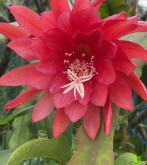 Royal Heir Epiphyllum