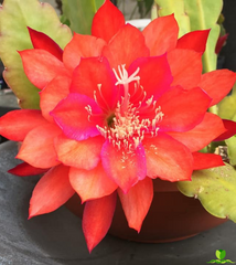 Tree Orange  Epiphyllum