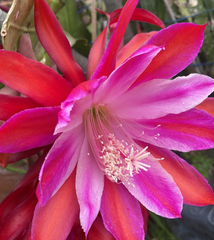 Chuckle Epiphyllum