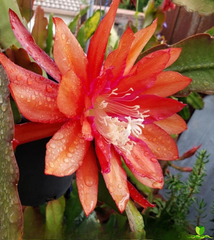 Tree Orange  Epiphyllum