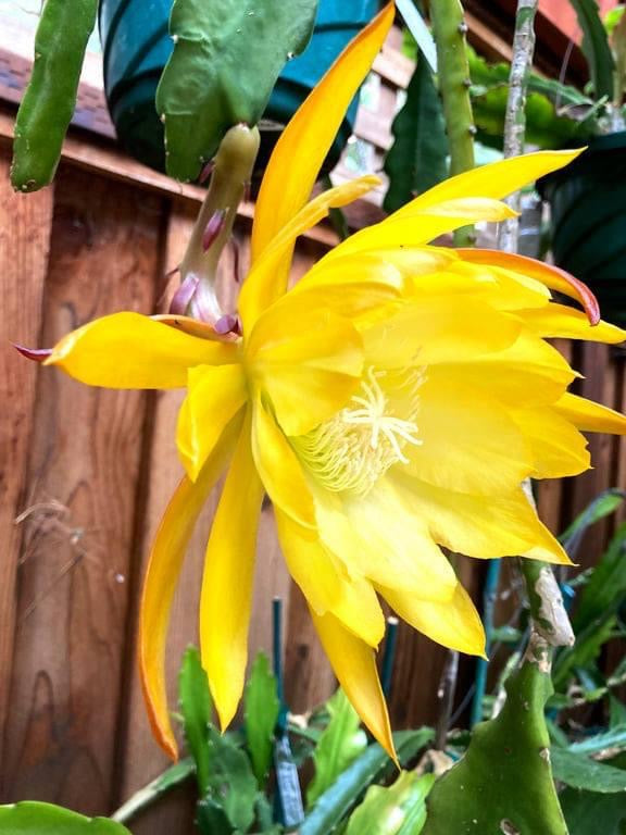 French Gold Epiphyllum