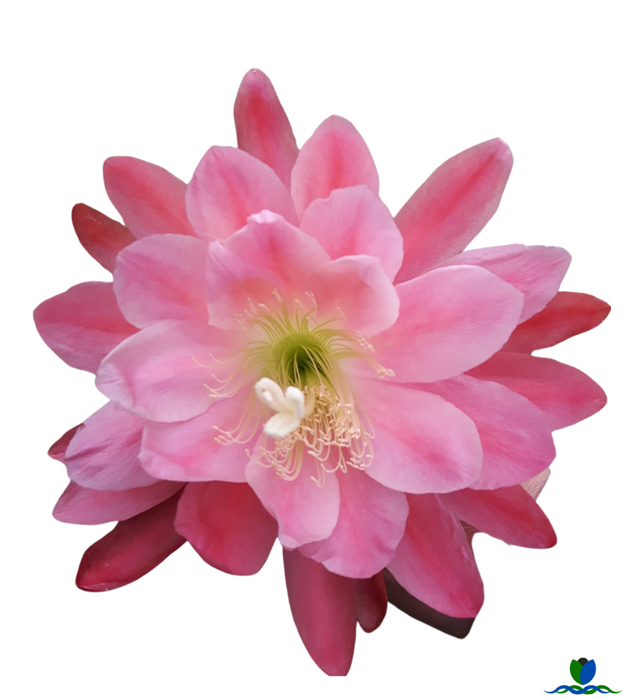 Meadow Rose Epiphyllum