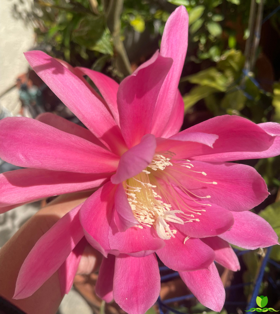 Cindy Epiphyllum