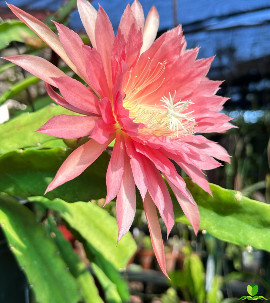 Pink Flair Epiphyllum