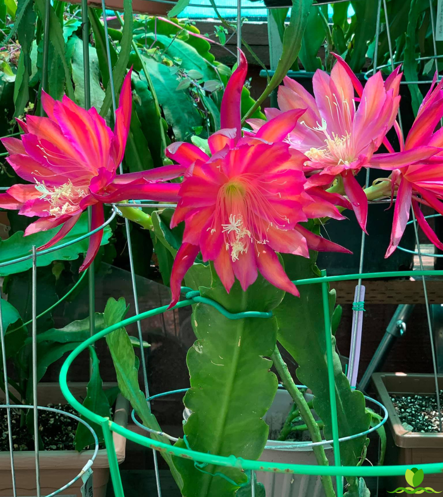 Seven Seas  Epiphyllum