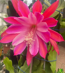 Chuckle Epiphyllum