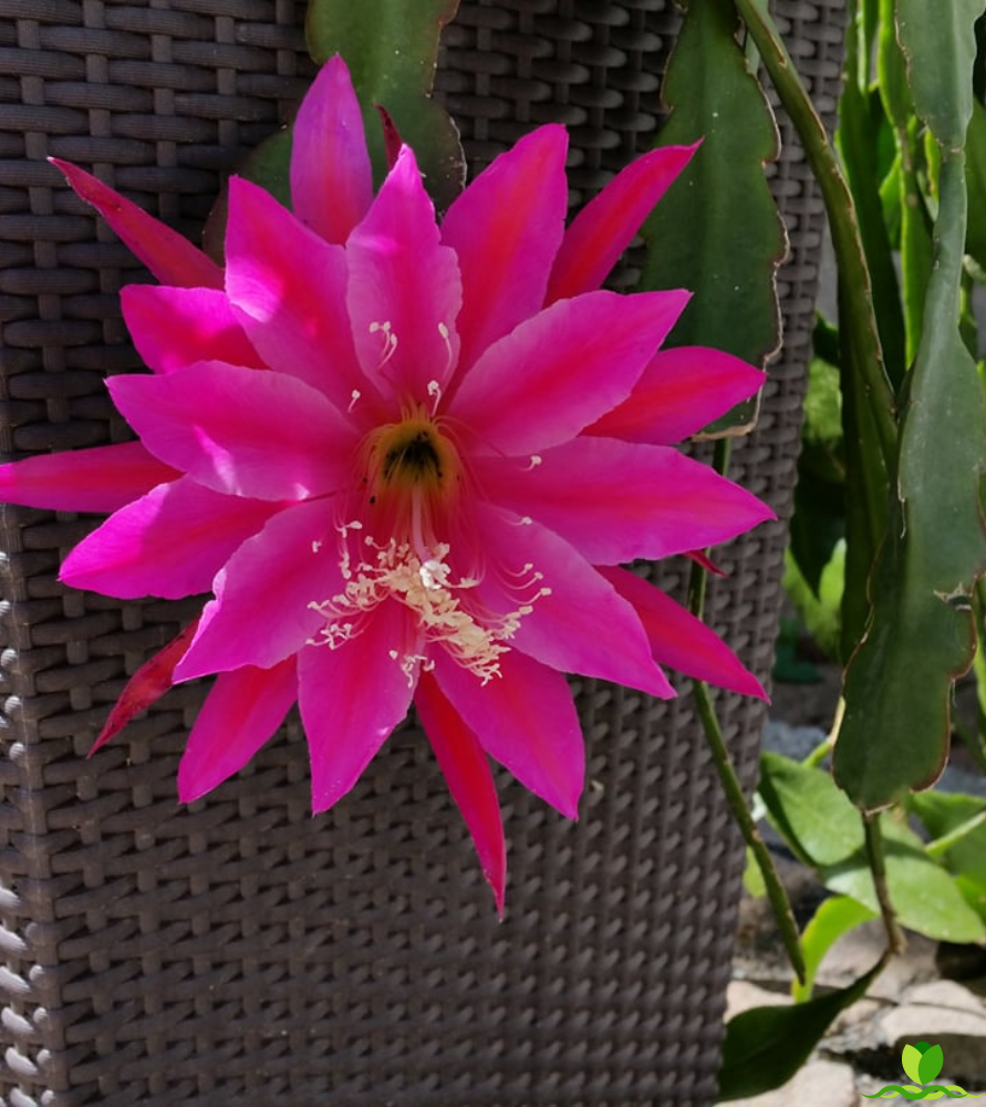 Seven Seas  Epiphyllum