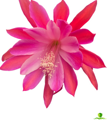 Chuckle Epiphyllum