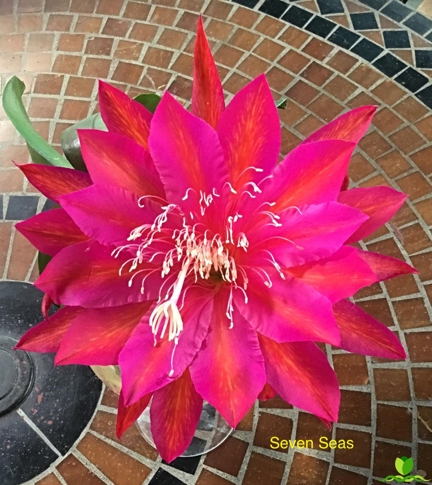 Seven Seas  Epiphyllum