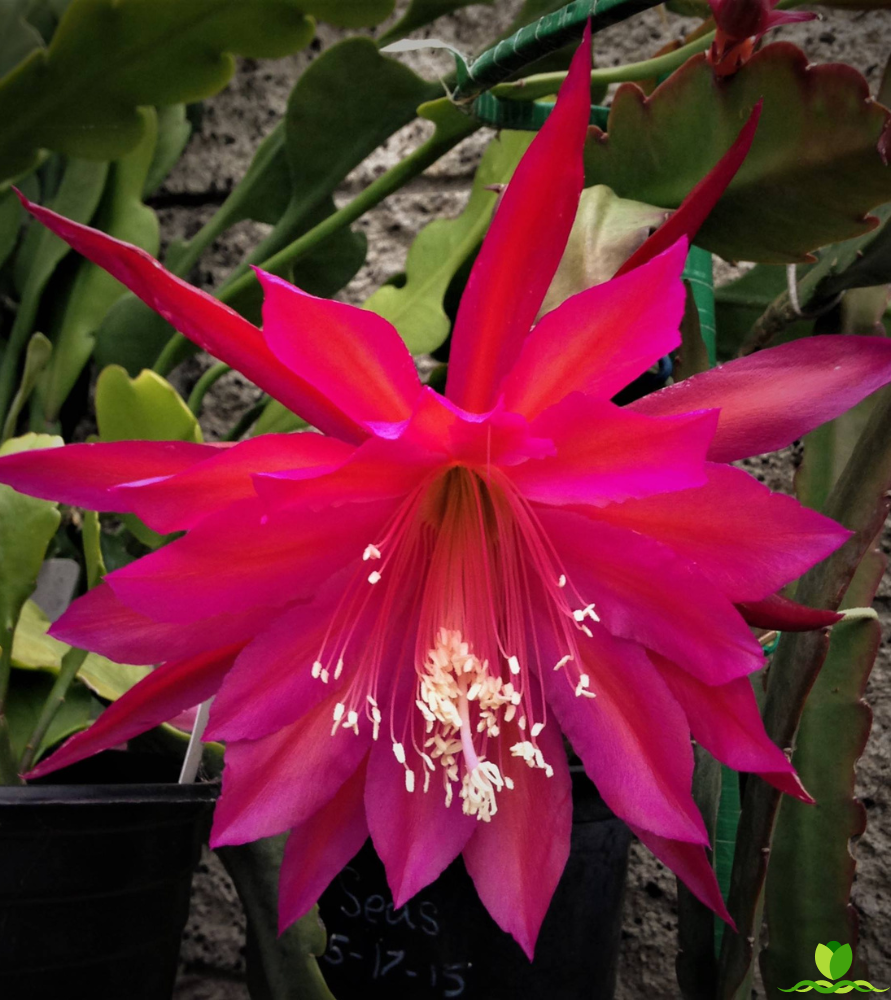 Seven Seas  Epiphyllum