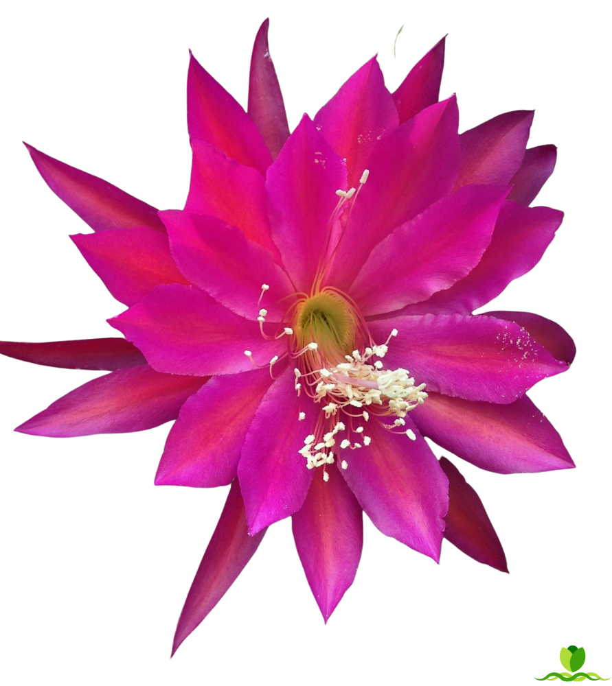 Seven Seas  Epiphyllum