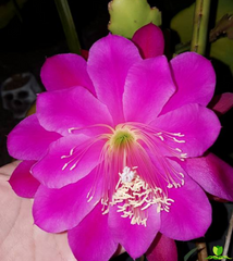 Morraco Epiphyllum