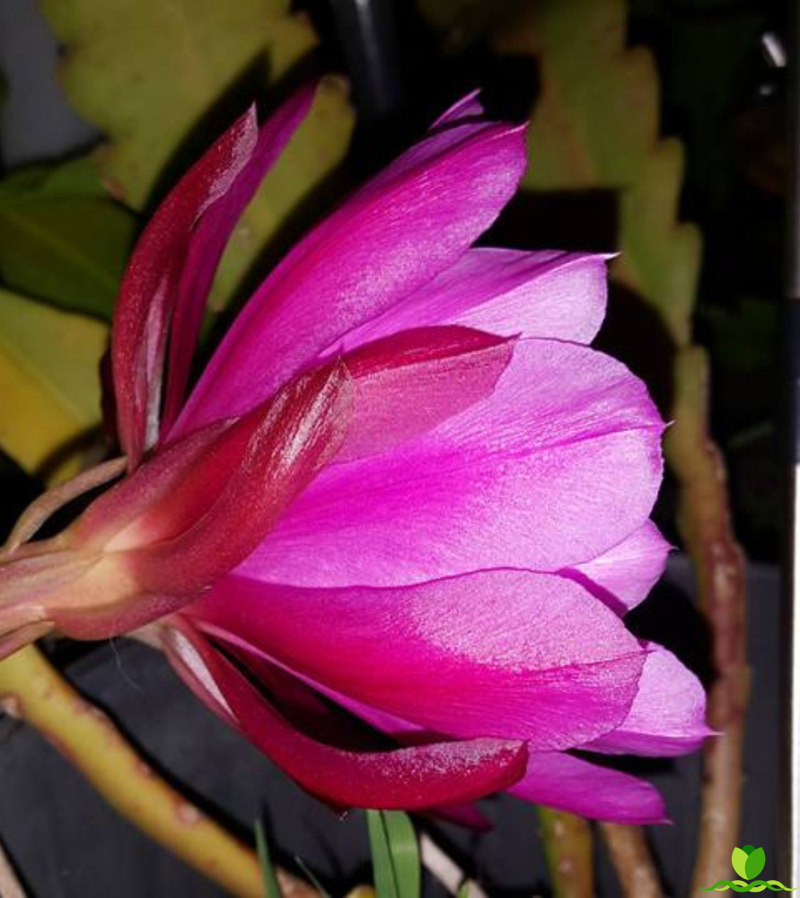 Morraco Epiphyllum