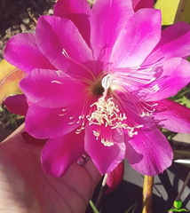 Morraco Epiphyllum