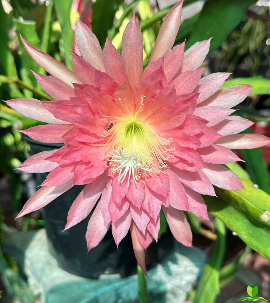 Pink Flair Epiphyllum