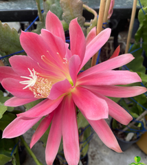 Cindy Epiphyllum