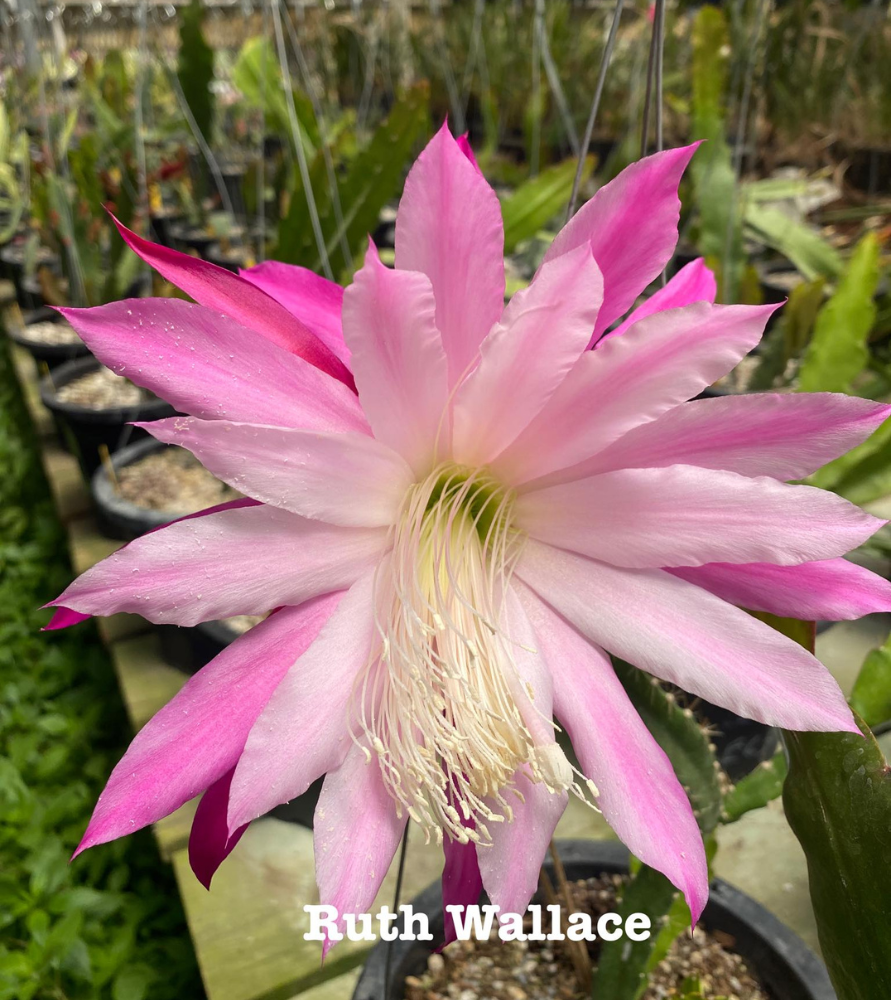 Ruth Wallace