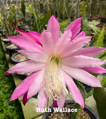 Ruth Wallace